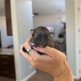 Willow AKC Female - Orange sable female Pomeranian puppy in Las Vegas, Nevada from POM SOCIETY