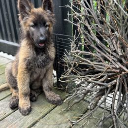 Shiloh Shepherd Puppies from Smokeshow Shilohs and Shepherds