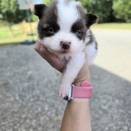 Darla - Chocolate female Pomeranian puppy in Chattanooga, Tennessee from Valley Poms