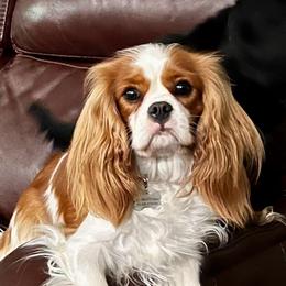 Liza - Cavalier King Charles Spaniel