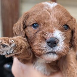 Boy 2 - male Cavapoo puppy in Sunnyvale, Texas from Sunnytown Farm Cavapoos