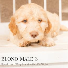 Aussiedoodle and Goldendoodle Puppies from Ever After Doodles Arizona