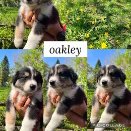 Australian Shepherd Puppies from Virginia Risley