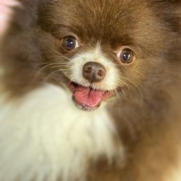 Athena - Chocolate parti female Pomeranian puppy in Franklin, North Carolina from A&J Cutie Pawtooties