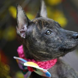 Vietnamese Phu Quoc Ridgeback Puppies from Vietnamese Phu Quoc Ridgeback Dogs of Southern California