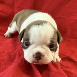 Rudolph - Red male Boston Terrier puppy in Kingsport, Tennessee from Dreamweaver Bostons