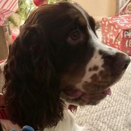 English Springer Spaniel Puppies from South Texas Springers