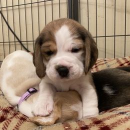Beagle Puppies from Majestic Beagles