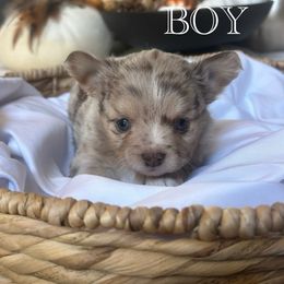 Chihuahua and Miniature Schnauzer Puppies from Tuck’s Farmstead