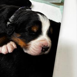 Purple Clover - Black rust and white female Bernese Mountain Dog puppy in Carlotta, California from Aunt-T’s Australian Shepherds