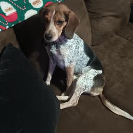 Darla - Beagle