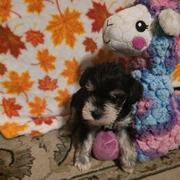 Miniature Schnauzer Puppies from BERNADETTE TOWNS
