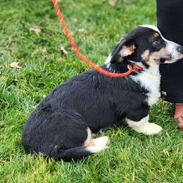 Black Noir - Cardigan Welsh Corgi puppy from Pondside Kennels