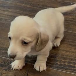Chocolate based shaded cream female - Cream female Dachshund puppy in Farmersville, Texas from Dixie Doxies