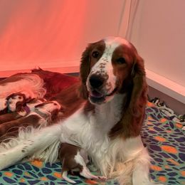 Juliet - Welsh Springer Spaniel