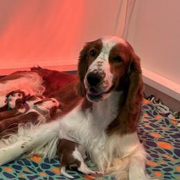 Juliet - Welsh Springer Spaniel