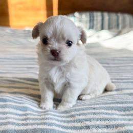 Boy 1 - Cream male Chihuahua puppy in Chino Valley, Arizona from Lane’s Little Longhairs