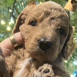 Silk - Red  female Goldendoodle puppy in Placerville, California from New Dawn Poodles and Doodles