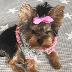 Xoloitzcuintli and Yorkshire Terriers from Terrifical Yorkies and Xoloitzquintli (toy)