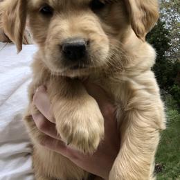 Golden Retriever Puppies from Rocky Mountain Field Goldens
