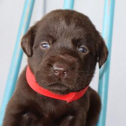 Ivy - Chocolate female Labrador Retriever puppy in Camden, Indiana from Camden's Caring Canines