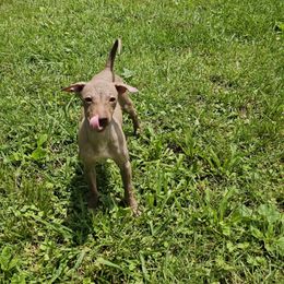 Chocolate Tri Female - Chocolate and tan female American Hairless Terrier puppy in Alabama from Flipside