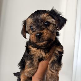 CKC Duke - Black and gold male Yorkshire Terrier puppy in North Carolina from Many Minnie Yorkies