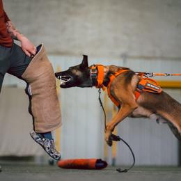 Belgian Malinois Puppies from Ak Hell Hounds