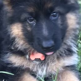 German Shepherd Puppies from Chapel Hill Shepherds