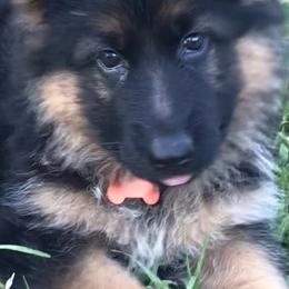 German Shepherd Puppies from Chapel Hill Shepherds