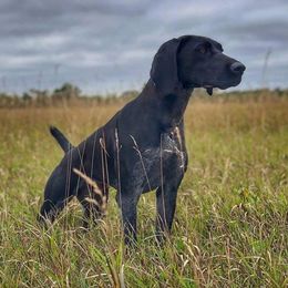 Havok  - German Shorthaired Pointer