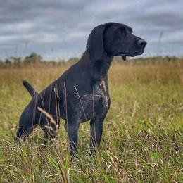 Havok  - German Shorthaired Pointer