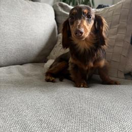 Izzy - Dachshund