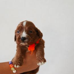 Stetson - Orange collar boy - Red  male Goldendoodle puppy in Ruthorfordton, North Carolina from Duncan Doodles Goldendoodles