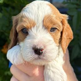 Flam - Blenheim male Cavapoo puppy in Tucson, Arizona from Adored Poodle & Doodles