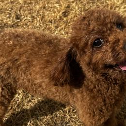 Maltipoos from Gwich’in Maltipoo Located Fairbanks AK