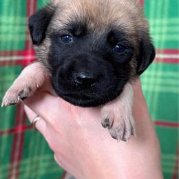 Phoenecias - Fawn female Anatolian Shepherd Dog puppy in Rapid River, Michigan from Echolight Australian Shepherds