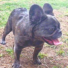 Malibu - French Bulldog