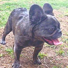 Malibu - French Bulldog