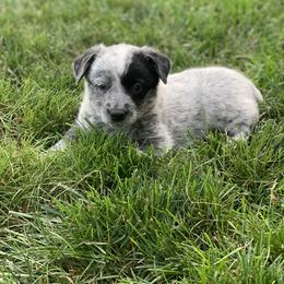 Australian Cattle Dog Puppies from Quarter Acre Farms