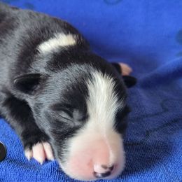 Zero - Black and white male Border Collie puppy in Dundy County, Nebraska from Stag Valley Homestead