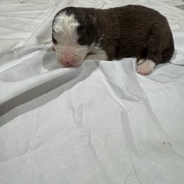 M4 - White and red male Border Collie puppy in Meridian, Mississippi from Border Hollow Border Collies