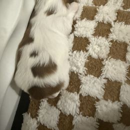 Shih Tzu Puppies from Wood Foo Breeders