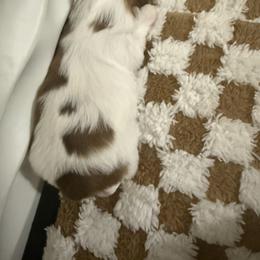 Shih Tzu Puppies from Wood Foo Breeders