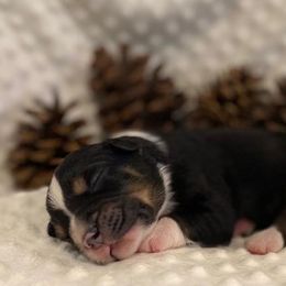 Australian Shepherds from J&C DownSouth Aussies