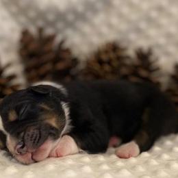Australian Shepherds from J&C DownSouth Aussies