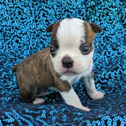 Barney - Brindle and white male Boston Terrier puppy in Perry, Oklahoma from Sitsler Bostons