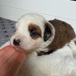 Boy 1 - Blue merle male Aussiedoodle puppy in Martin County, Florida from Biggie Ranch