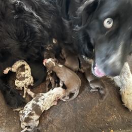 Aussiedoodle and Australian Shepherd Puppies from RoseWest Farms
