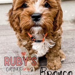 Cavapoo Puppies from Ruby's Cavapoos